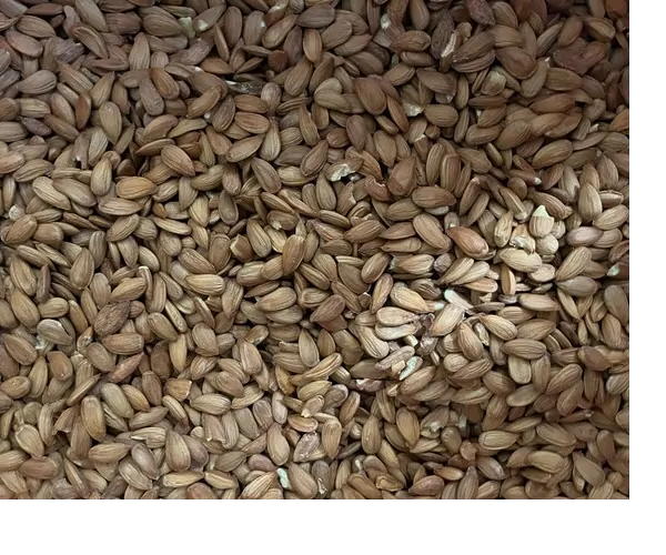 Image de nos pruneaux